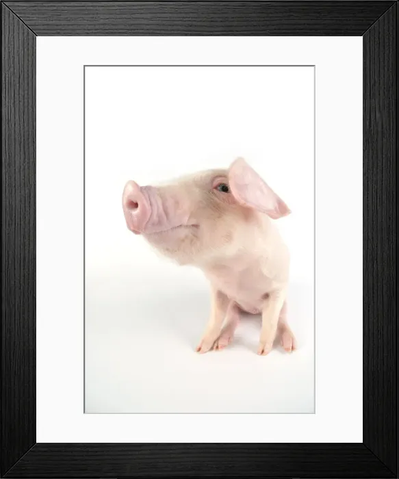 Framed Print : Pig. British lop piglet on white background Framed Print : Pig. British lop piglet on white background