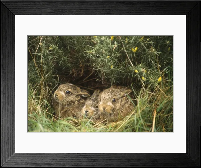 Framed Print : Brown Hare - young / leveret in hedgerow UK Framed Print : Brown Hare - young / leveret in hedgerow UK