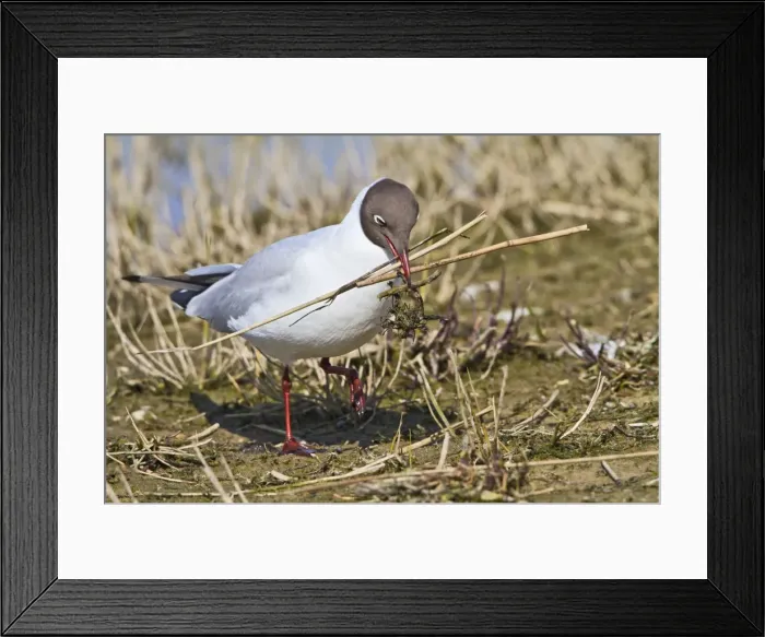 Framed Print : Black Headed Gull - with nest material - Norfolk UK 9683 Framed Print : Black Headed Gull - with nest material - Norfolk UK 9683
