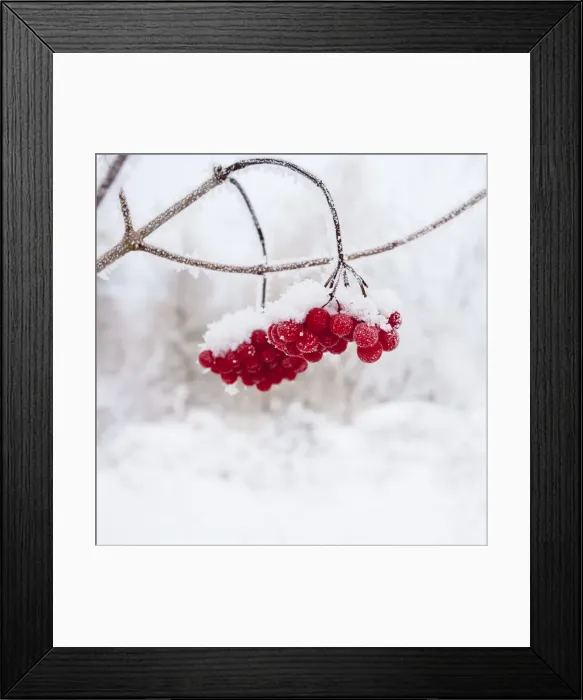 Framed Print : Red Berries - in snow 11951