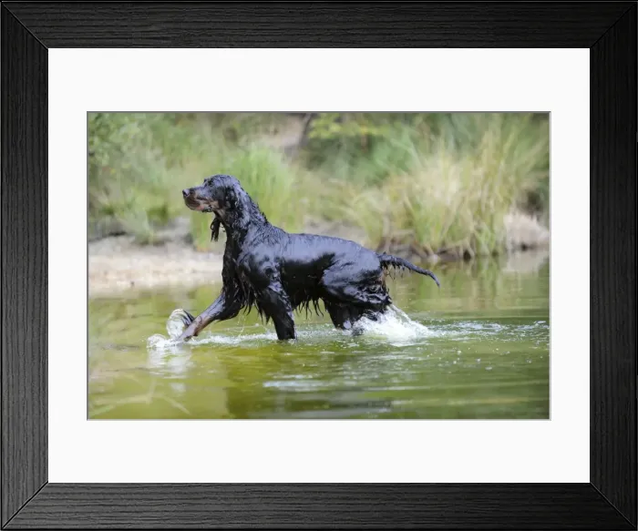 Framed Print : DOG. Gordon setter walking through lake Framed Print : DOG. Gordon setter walking through lake