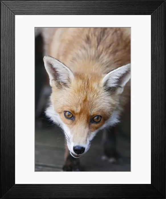 Framed Print : Red Fox - vixen close up in back yard - Bedfordshire UK 10868 Framed Print : Red Fox - vixen close up in back yard - Bedfordshire UK 10868