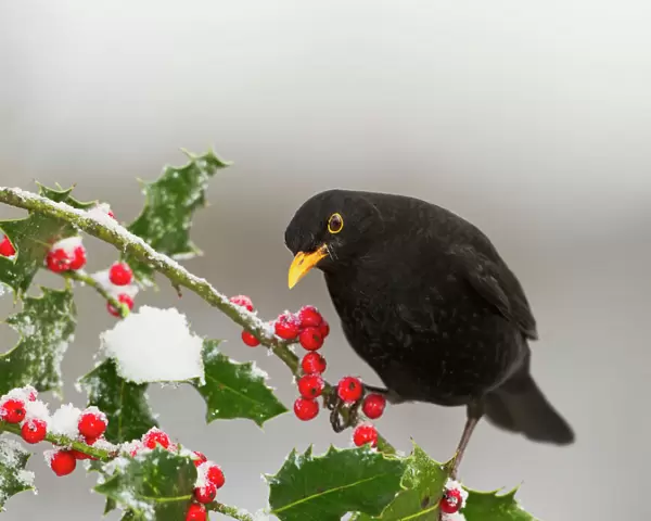 Blackbird - male feeding on Holly berries - West Wales UK 11920