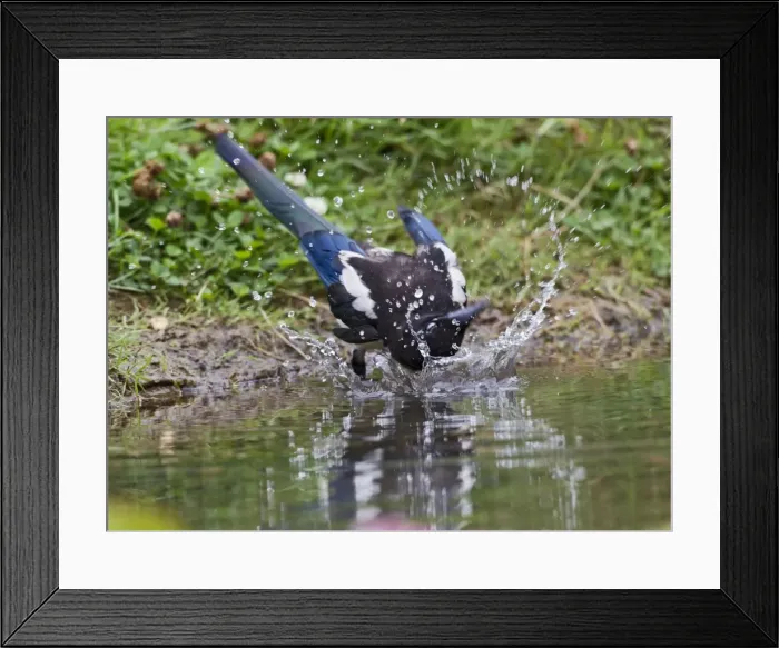 Framed Print : Magpie - youngster bathing - Bedfordshire UK 11051 Framed Print : Magpie - youngster bathing - Bedfordshire UK 11051