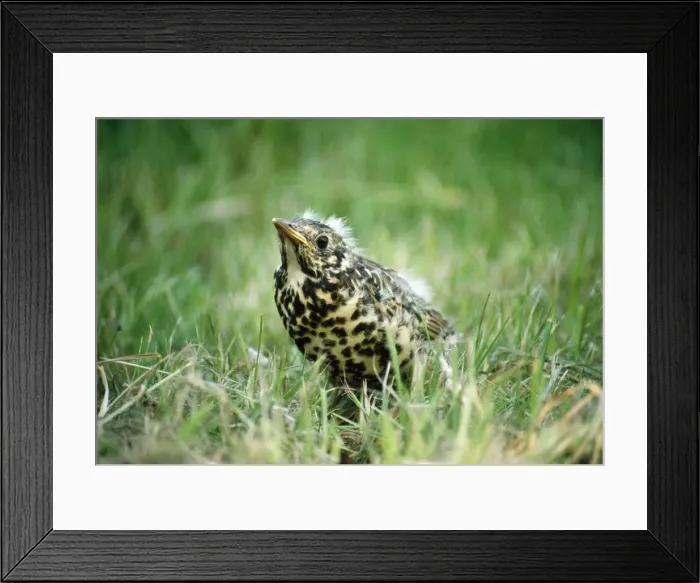 Framed Print : Mistle Thrush - juvenile in grass Framed Print : Mistle Thrush - juvenile in grass