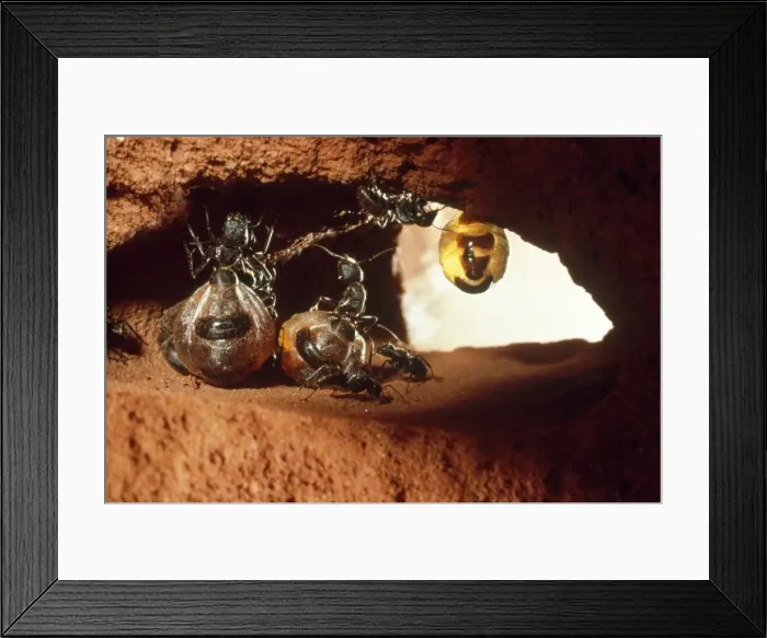 Framed Print : Honeypot Ants - replete, hanging from roof larder Framed Print : Honeypot Ants - replete, hanging from roof larder
