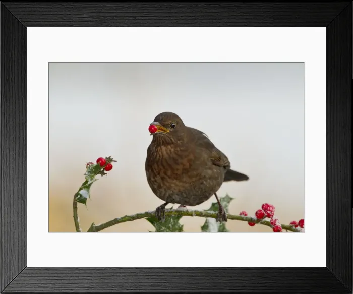 Framed Print : Blackbird - feeding on Holly berries - West Wales UK 11921 Framed Print : Blackbird - feeding on Holly berries - West Wales UK 11921