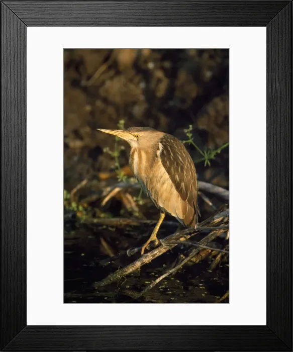 Framed Print : Little Bittern Framed Print : Little Bittern