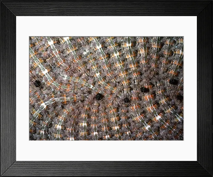 Framed Print : Moth Caterpillars AW 3214 Group of Bombycine. Carauari, Rio Jurua, Brazil. © Adrian Warren  /  ARDEA LONDON