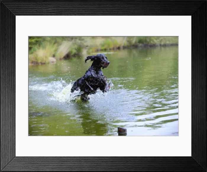 Framed Print : DOG. Gordon setter leaping through lake Framed Print : DOG. Gordon setter leaping through lake