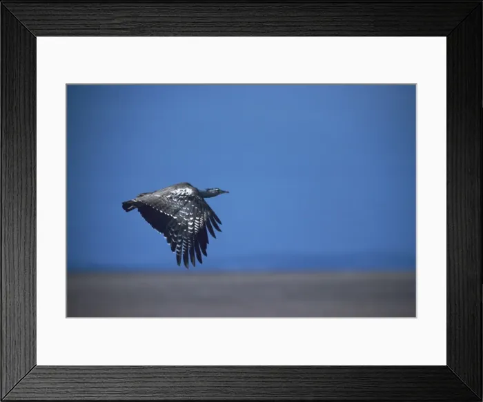 Framed Print : Kori Bustard - in flight enroute Maasai Mara Framed Print : Kori Bustard - in flight enroute Maasai Mara