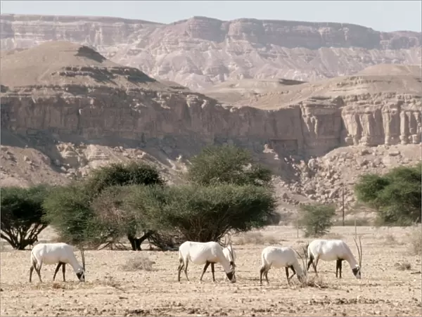 Arabian Oryx - Israel