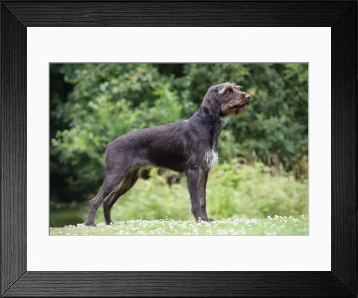 Framed Print : Dog. German Wire-Haired Pointer Framed Print : Dog. German Wire-Haired Pointer
