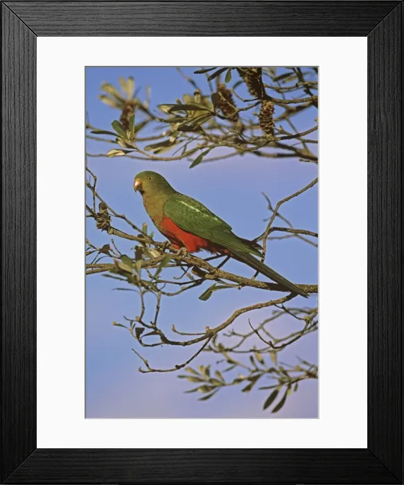 Framed Print : Australian King Parrot - female Murramarang National Park, New South Wales, Australia JFL17256 Framed Print : Australian King Parrot - female Murramarang National Park, New South Wales, Australia JFL17256