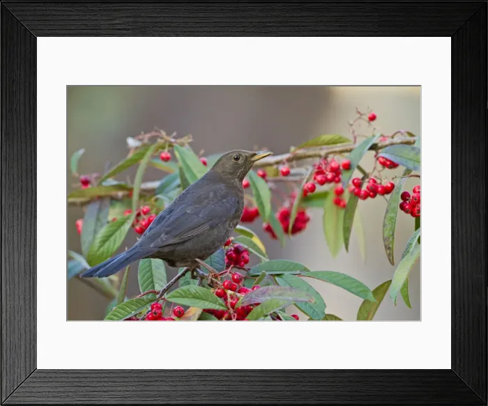 Framed Print : Blackbird - female on cotoneaster berries - Bedfordshire UK 8812 Framed Print : Blackbird - female on cotoneaster berries - Bedfordshire UK 8812