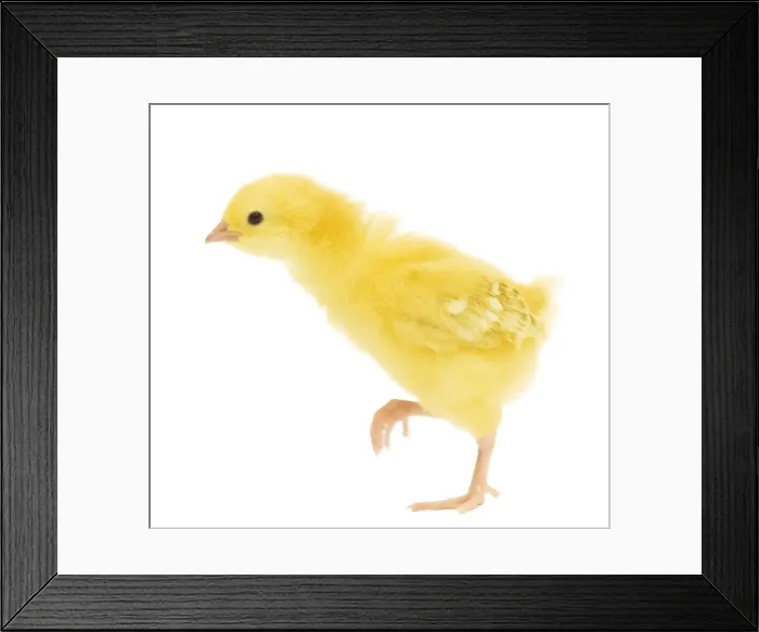 Framed Print : Chicken - chick in studio Framed Print : Chicken - chick in studio