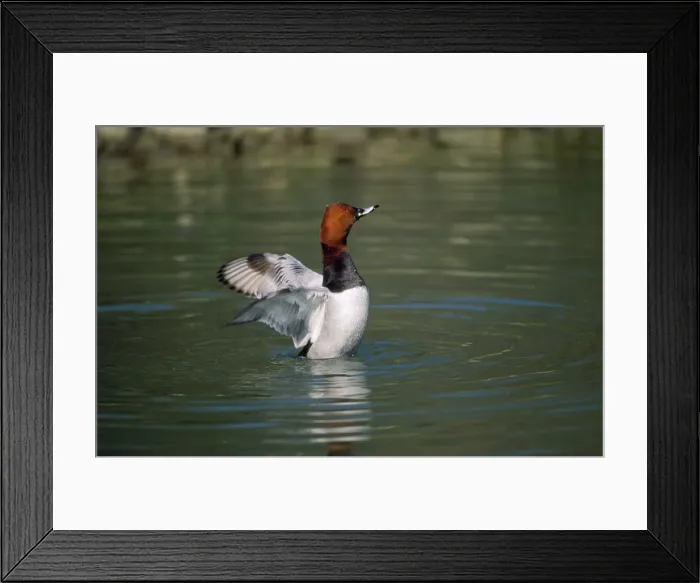 Framed Print : Pochard Duck - flapping wings - Sussex UK Framed Print : Pochard Duck - flapping wings - Sussex UK