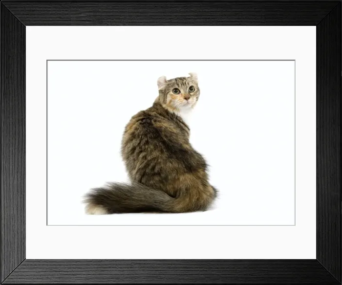 Framed Print : Cat- American Curl - Brown tortie blotched tabby & white Framed Print : Cat- American Curl - Brown tortie blotched tabby & white
