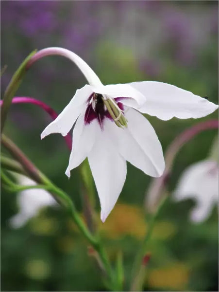 Acidanthera - This gladiolus like plant grows its fragrant blooms in autumn when most bulbous plants have passed their flowering season. It is not hardy and must be protected over winter from frost and cold damp. Oxfordshire, England