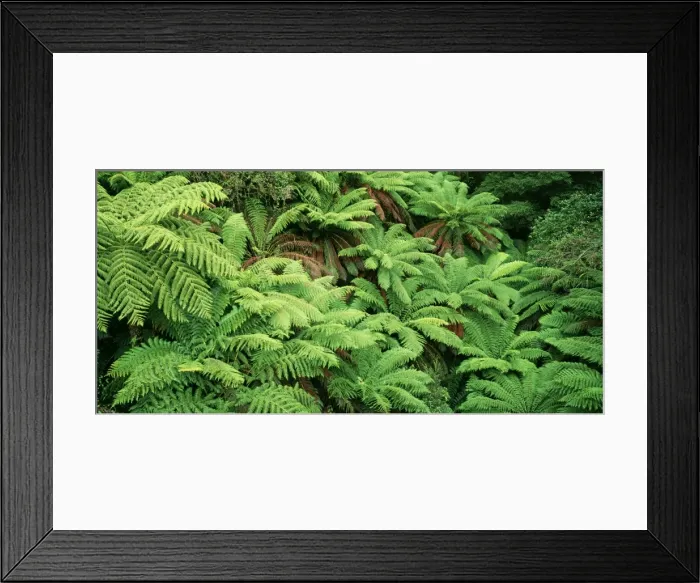 Framed Print : Tree Fern AU 146 JLR Tarra Valley National Park, East Gippsland, Victoria, Australia. Dicksonia antarctica © Jean-Marc La Roque  /  ARDEA LONDON