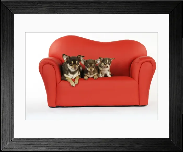 Framed Print : DOG. Chihuahua and puppies sitting on mini sofa Framed Print : DOG. Chihuahua and puppies sitting on mini sofa