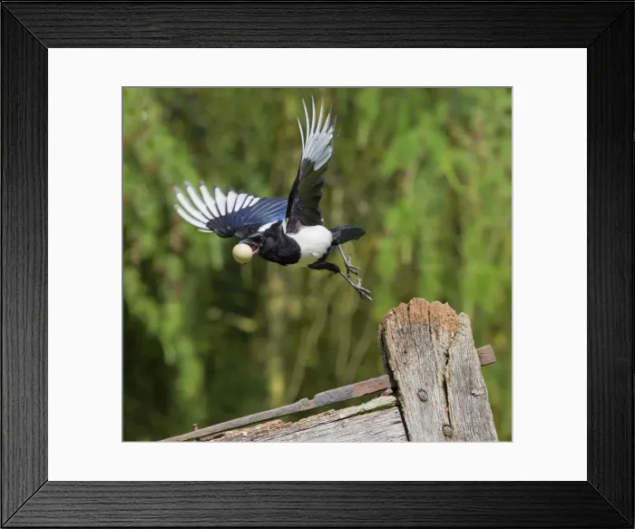 Framed Print : Magpie - stealing pheasants egg - in flight - Bedfordshire UK 10632 Framed Print : Magpie - stealing pheasants egg - in flight - Bedfordshire UK 10632
