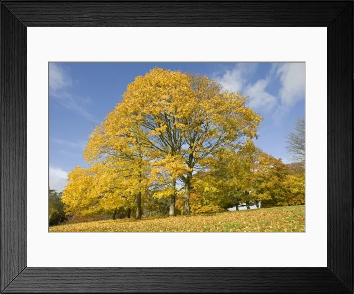 Framed Print : Golden plane trees in yellow autumn colours. Westonbirt Arboretum Tetbury UK Framed Print : Golden plane trees in yellow autumn colours. Westonbirt Arboretum Tetbury UK