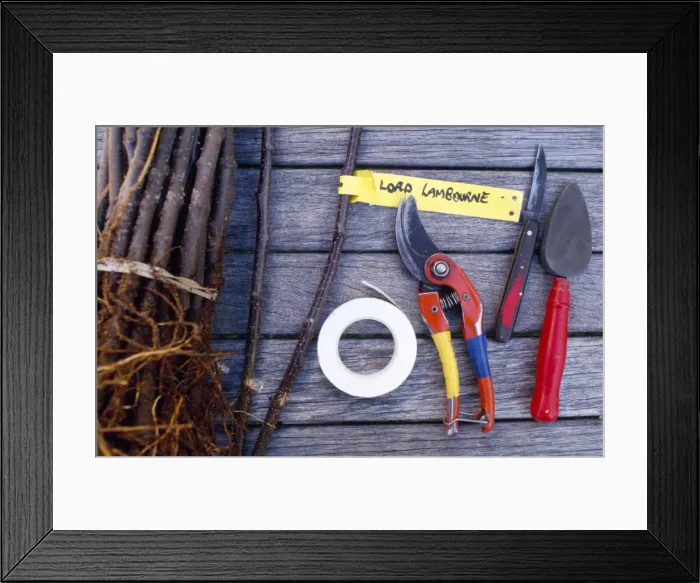 Framed Print : Grafting Tools - Lord Lambourne variety scion and root-stock Framed Print : Grafting Tools - Lord Lambourne variety scion and root-stock