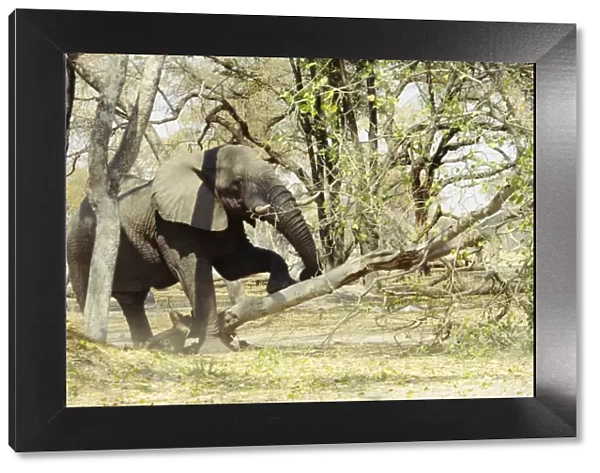 African Elephant - pushing down tree - Botswana - Africa