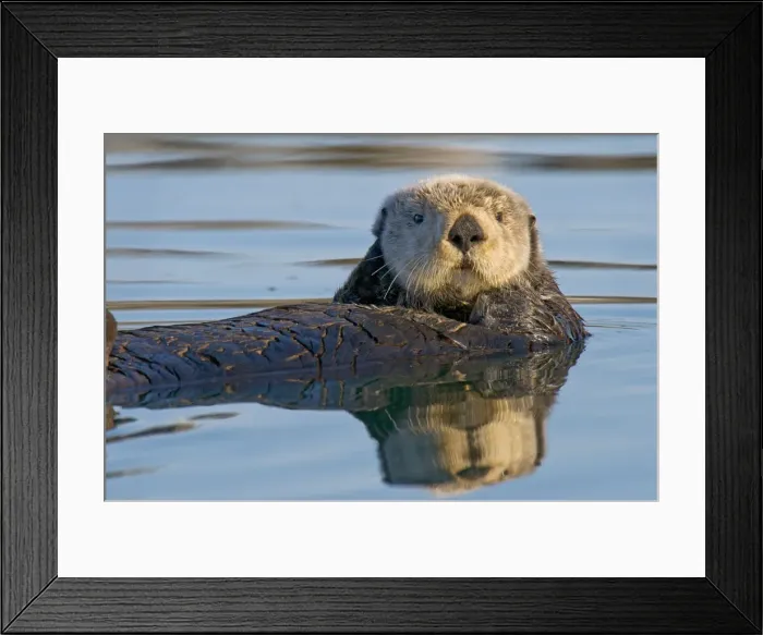 Framed Print : Alaskan / Northern Sea Otter - on water - Alaska _D3B7332 Framed Print : Alaskan / Northern Sea Otter - on water - Alaska _D3B7332