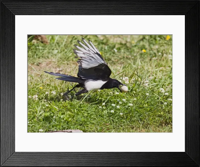 Framed Print : Magpie - stealing Pheasant egg - Bedfordshire UK Framed Print : Magpie - stealing Pheasant egg - Bedfordshire UK