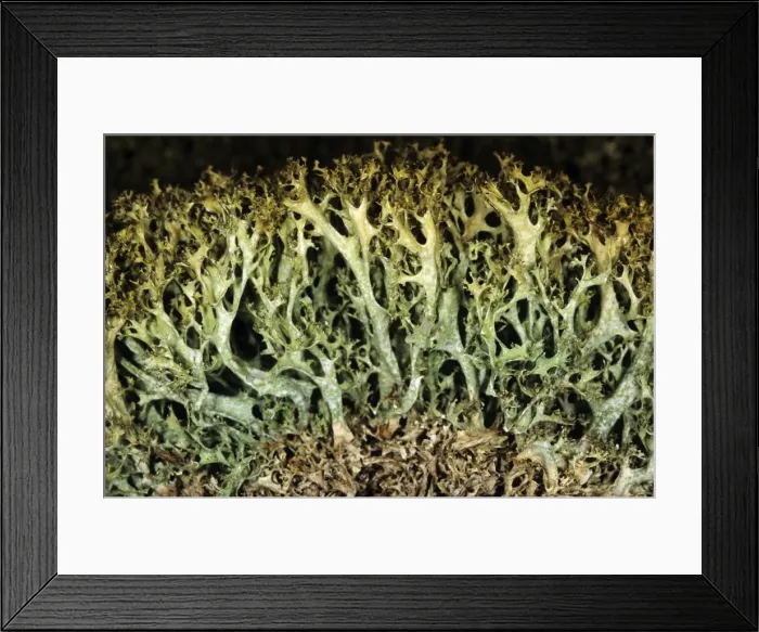 Framed Print : Lichen, vertical cut, tundra near Dikson, typical. Russian Arctic. August. Di32. 1253 Framed Print : Lichen, vertical cut, tundra near Dikson, typical. Russian Arctic. August. Di32. 1253