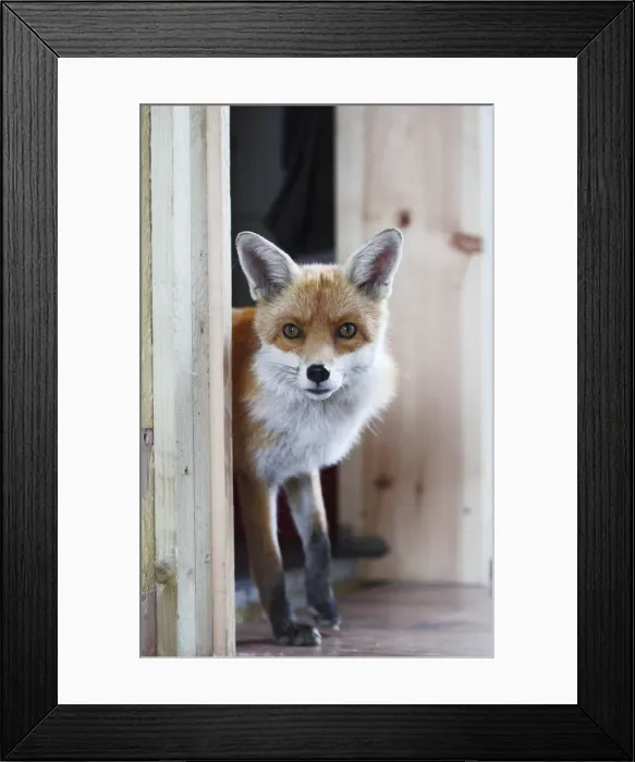 Framed Print : Red Fox - vixen entering room in house - Bedfordshire UK 10877 Framed Print : Red Fox - vixen entering room in house - Bedfordshire UK 10877