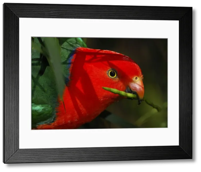 Framed Print : Australian King Parrot / King-Parrot - feeding on acacia seed pod Boderee National Park, New South Wales, Australia MPM00612 Framed Print : Australian King Parrot / King-Parrot - feeding on acacia seed pod Boderee National Park, New South Wales, Australia MPM00612