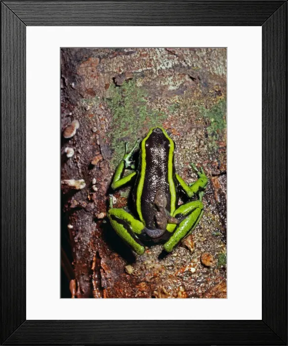 Framed Print : Poison-arrow Frog - carrying tadpoles on back - Caravari - Rio Jurua Brazil Framed Print : Poison-arrow Frog - carrying tadpoles on back - Caravari - Rio Jurua Brazil