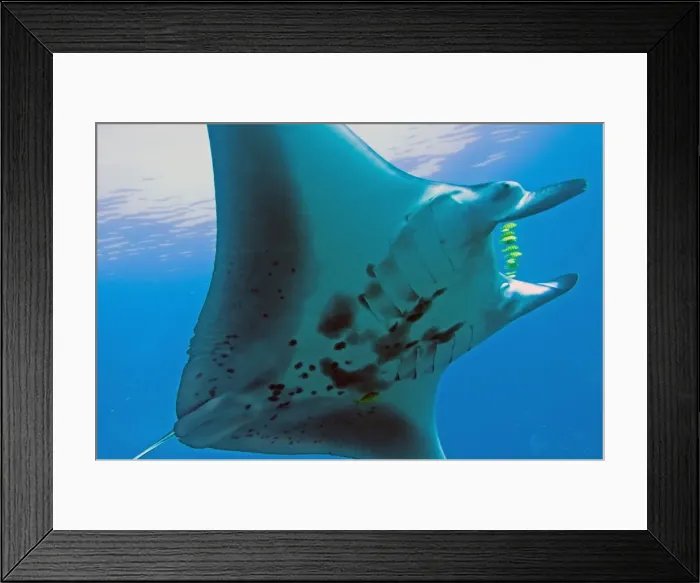 Framed Print : Manta Ray - gentle plankton feeders they have no sting on their tail - Raja Ampat - Papua