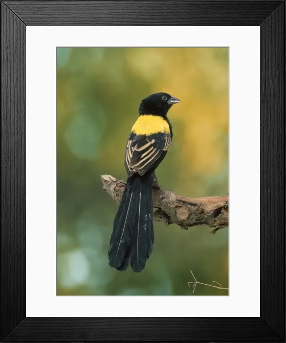 Framed Print : Yellow-mantled Whydah Framed Print : Yellow-mantled Whydah