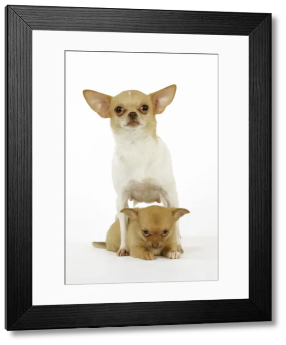 Framed Print : DOG. Chihuahua with puppy between its legs Framed Print : DOG. Chihuahua with puppy between its legs