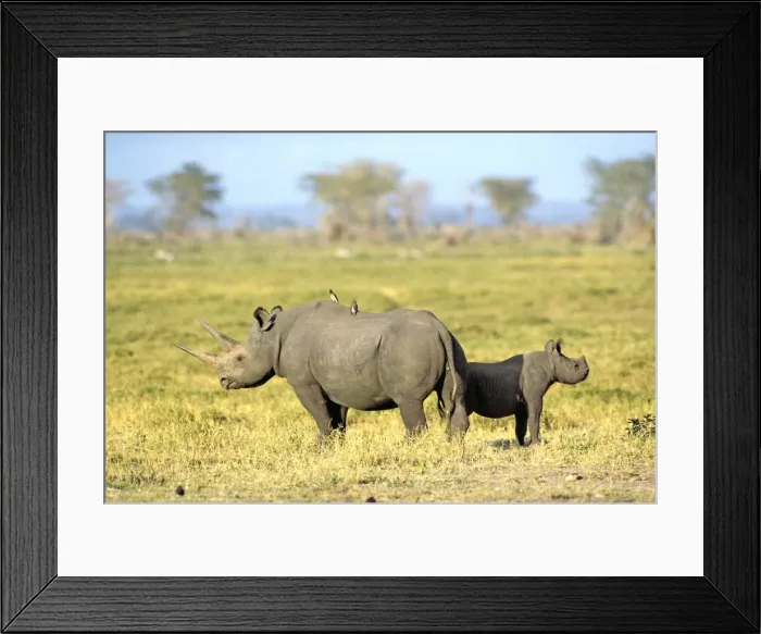 Framed Print : Black / Hooked Lipped Rhinoceros - with her calf - Amboseli - Kenya - Africa Framed Print : Black / Hooked Lipped Rhinoceros - with her calf - Amboseli - Kenya - Africa
