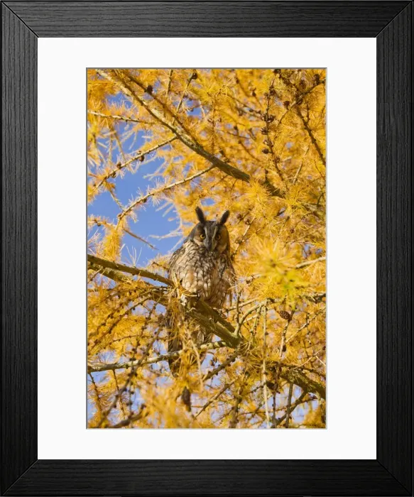 Framed Print : Long Eared Owl - in larch tree in Autumn - controlled conditions 11642 Framed Print : Long Eared Owl - in larch tree in Autumn - controlled conditions 11642