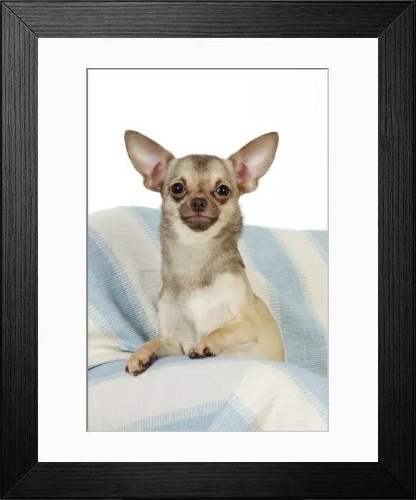 Framed Print : DOG. Chihuahua Framed Print : DOG. Chihuahua