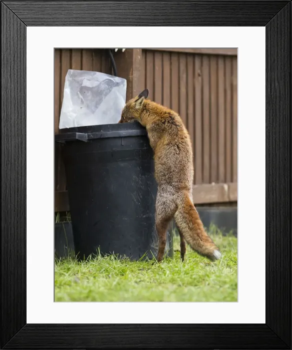 Framed Print : Red Fox - in back garden scavenging from dustbin 11874 Framed Print : Red Fox - in back garden scavenging from dustbin 11874