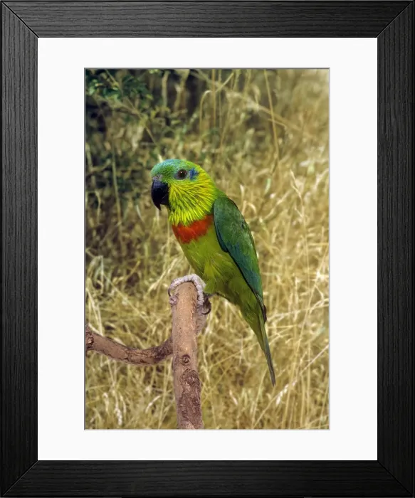 Framed Print : Salvadori's Fig Parrot Framed Print : Salvadori's Fig Parrot