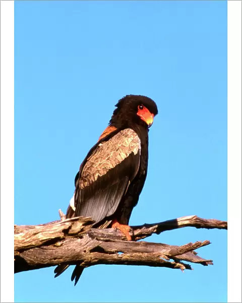 The Bateleur Eagle - Botswana