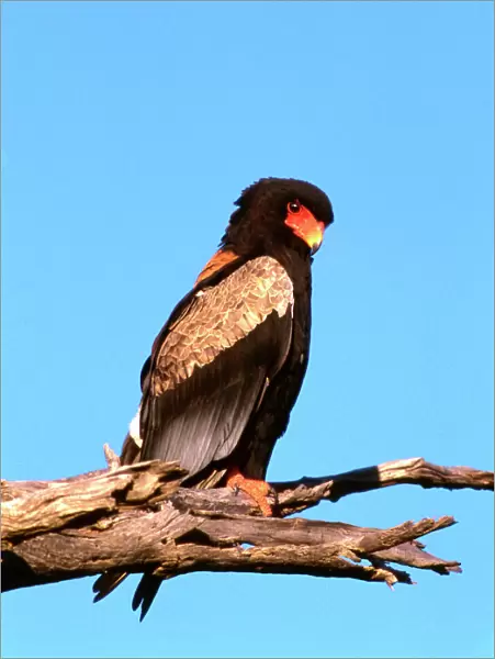 The Bateleur Eagle - Botswana