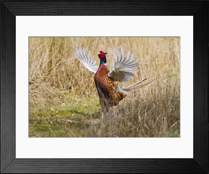 Framed Print : Pheasant - male wing flapping display in meadow - Bedfordshire UK 11481 Framed Print : Pheasant - male wing flapping display in meadow - Bedfordshire UK 11481