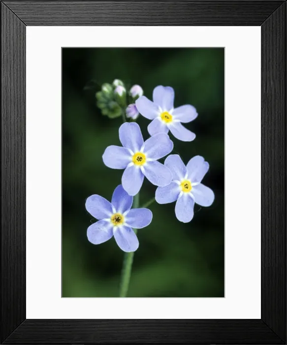 Framed Print : Water Forget-me-not Framed Print : Water Forget-me-not