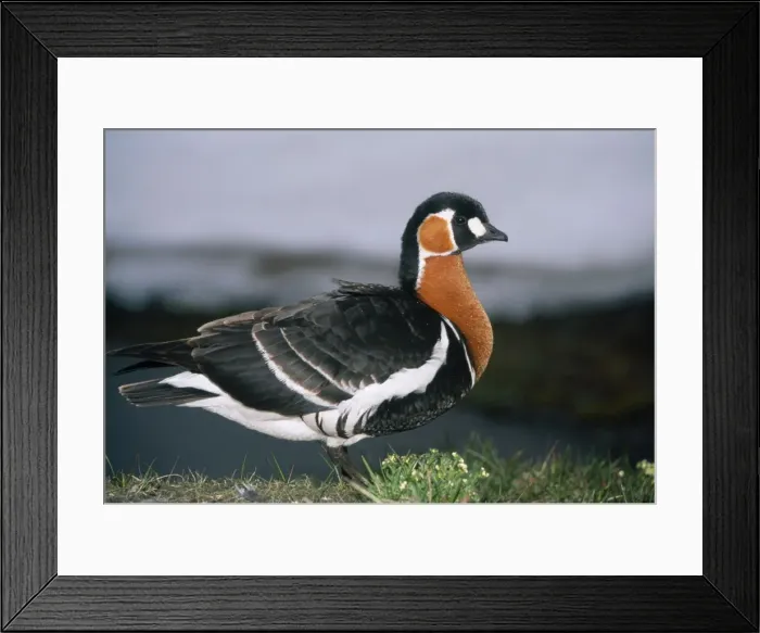 Framed Print : Red-breasted Goose - on riverbank - July - Taimyr peninsula - Russian Arctic Framed Print : Red-breasted Goose - on riverbank - July - Taimyr peninsula - Russian Arctic
