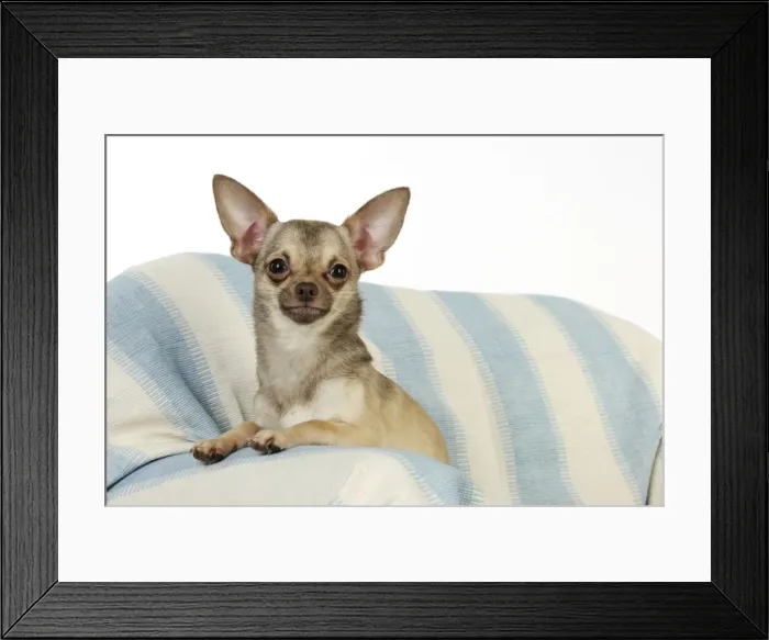 Framed Print : DOG. Chihuahua Framed Print : DOG. Chihuahua