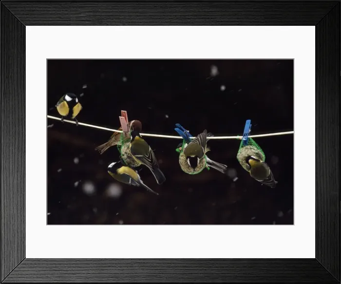 Framed Print : Great Tit - feeding from nuts hanging on washing line Framed Print : Great Tit - feeding from nuts hanging on washing line